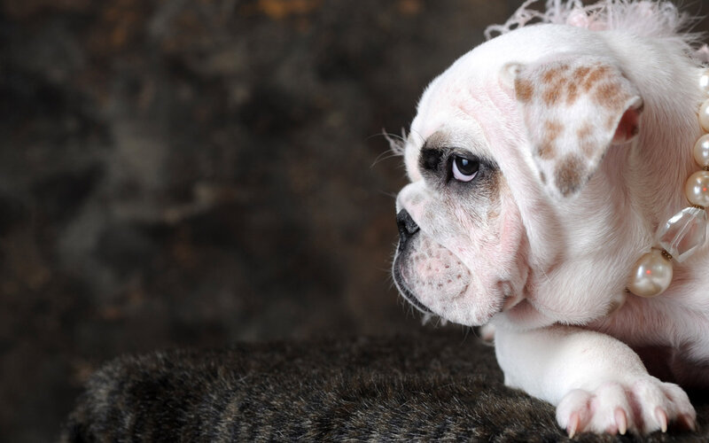 puppy with pearl necklace