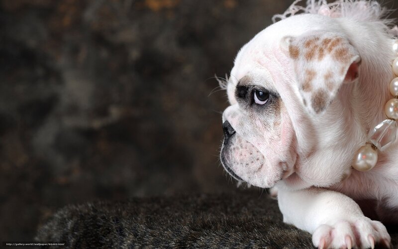 puppy with pearl necklace