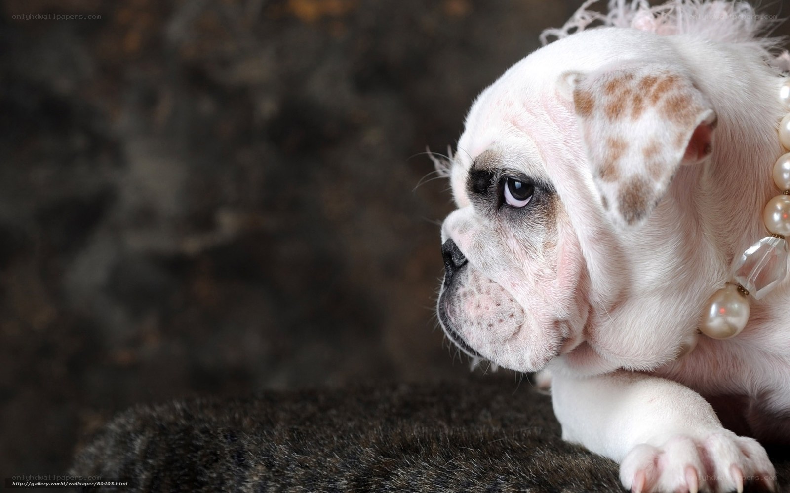 puppy with pearl necklace