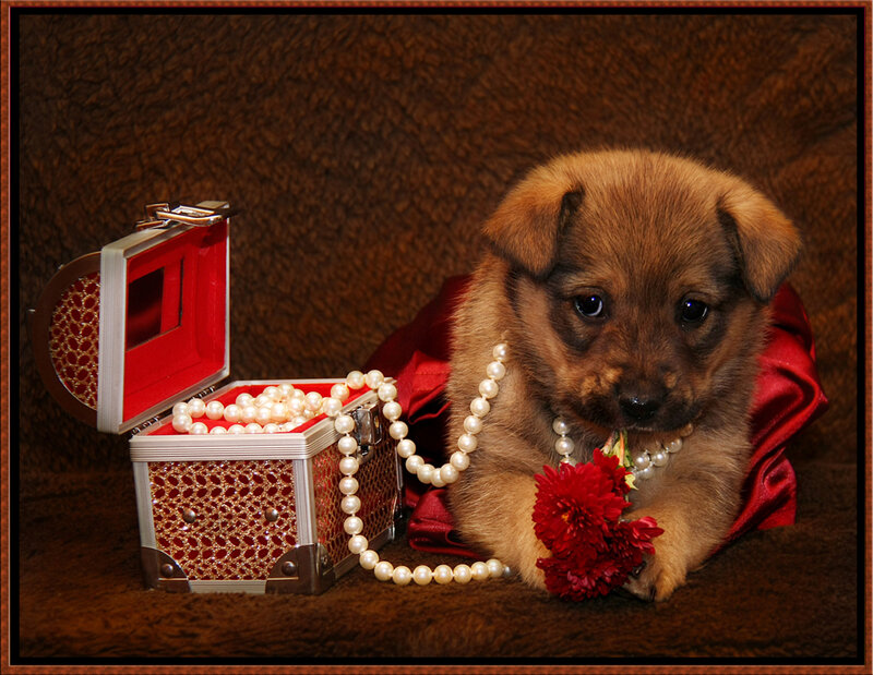 puppy with pearls and flowers