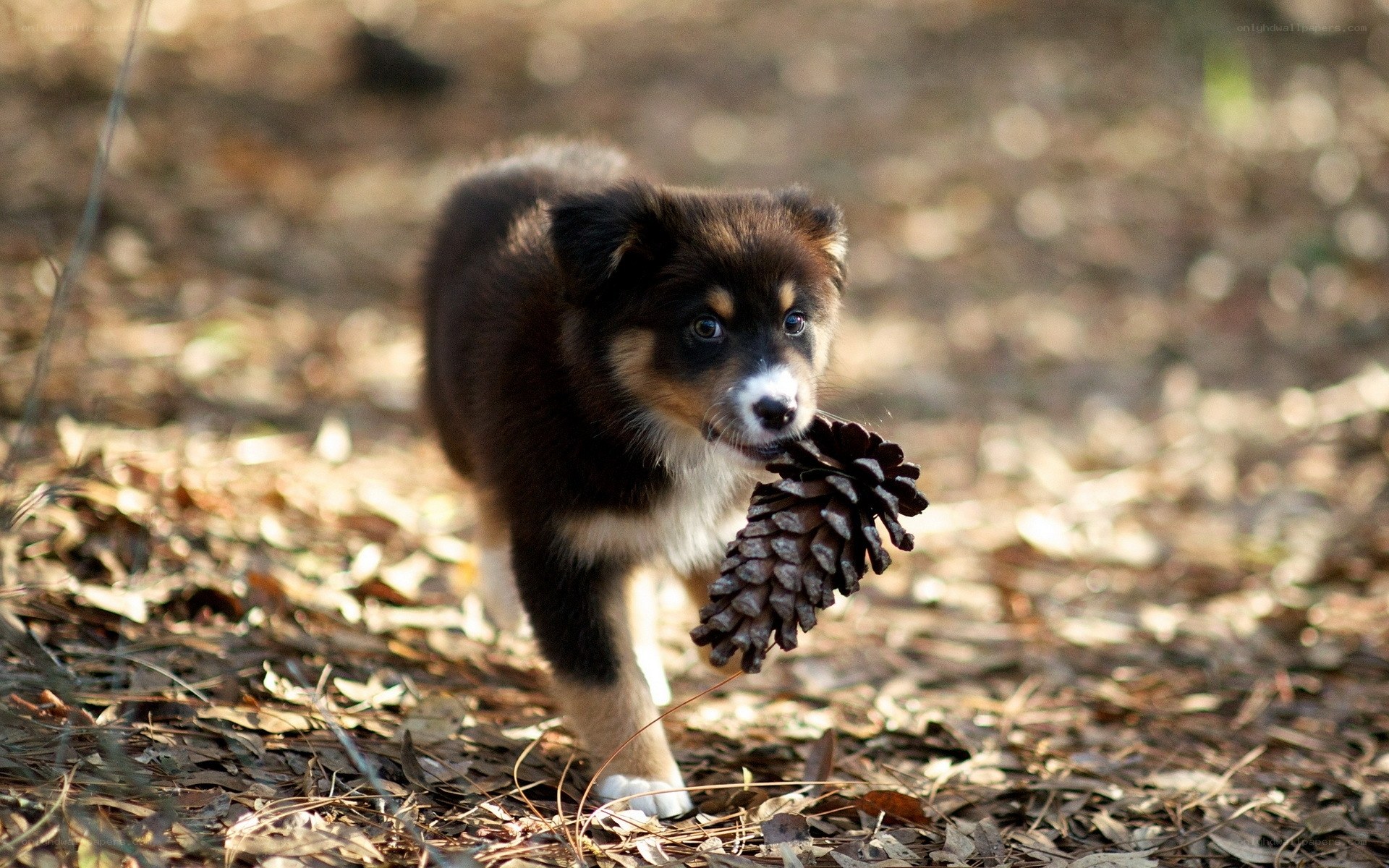 Puppy with pinecone in forest