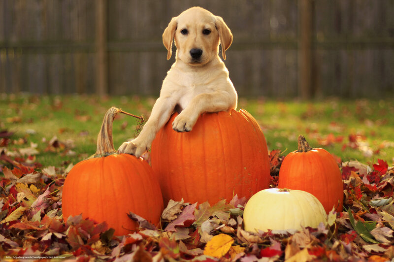 puppy with pumpkins in autumn