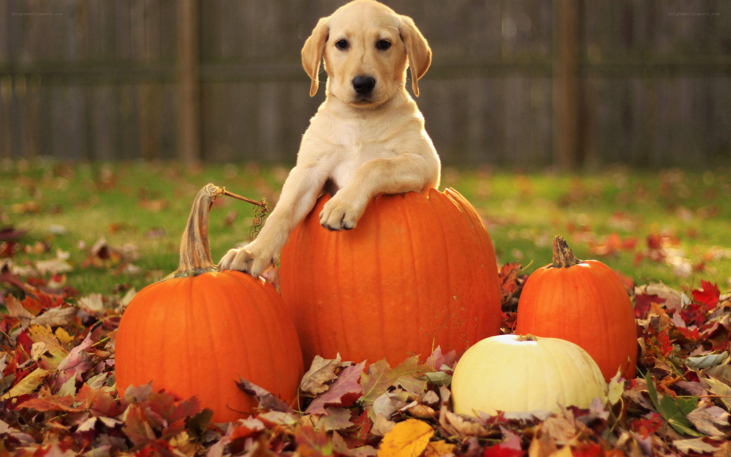 puppy with pumpkins in autumn