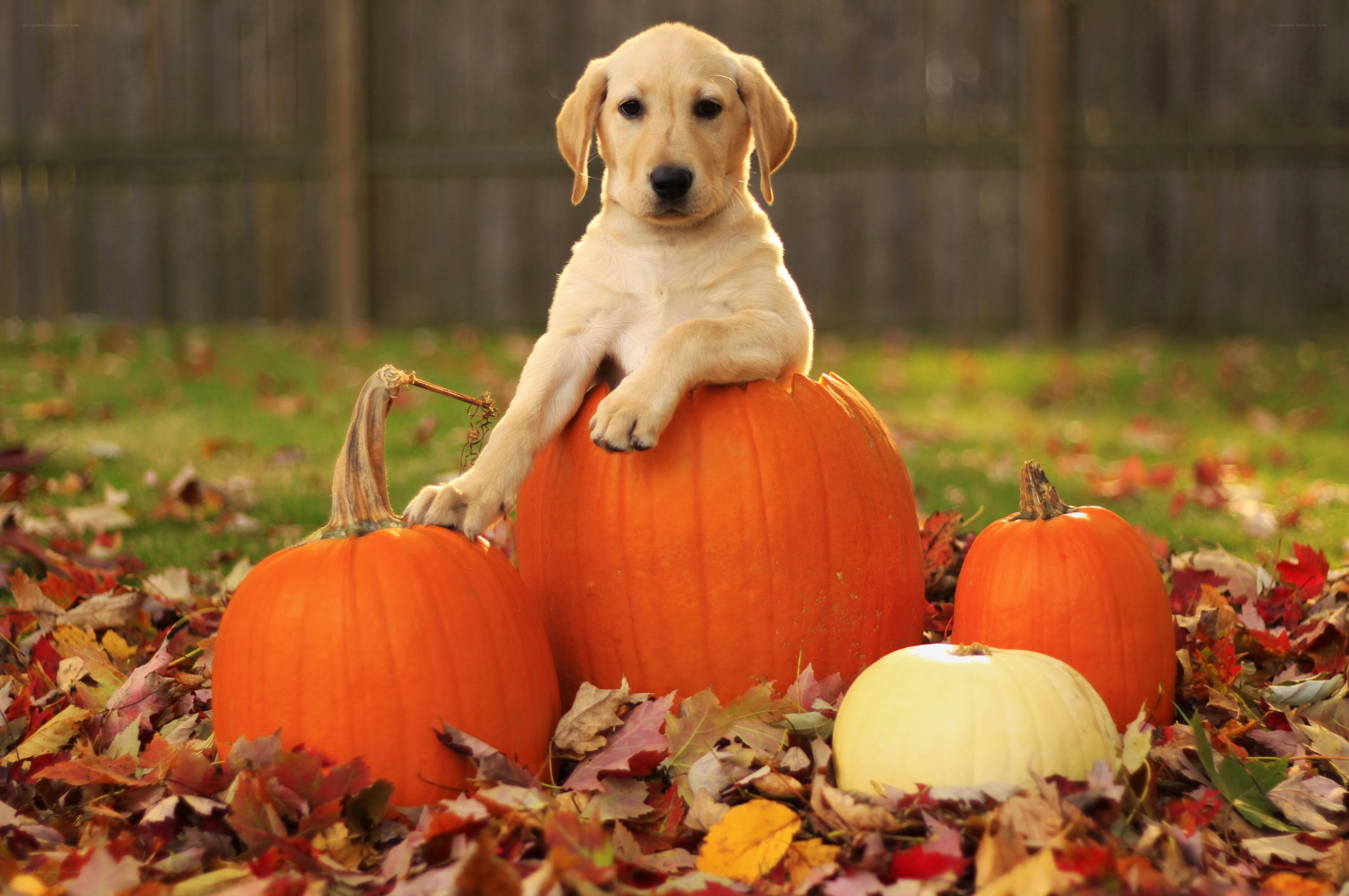 puppy with pumpkins in autumn
