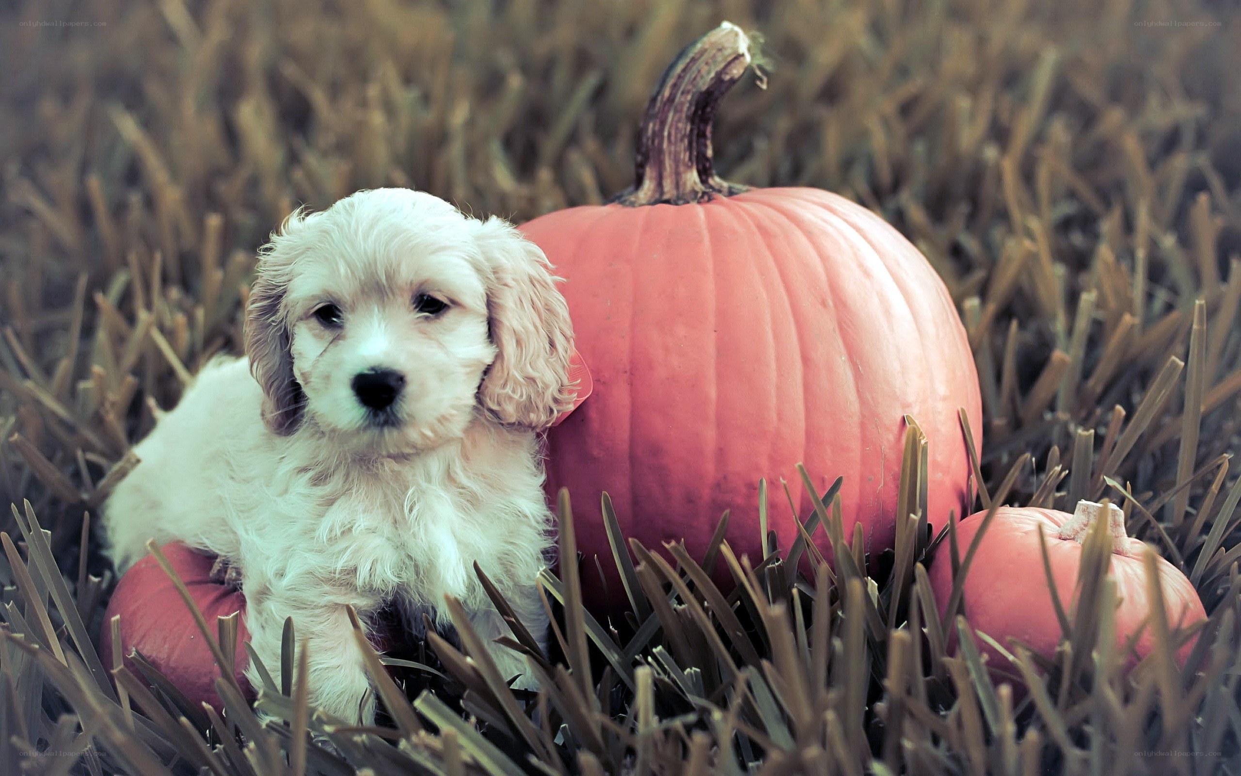 puppy with pumpkins in field
