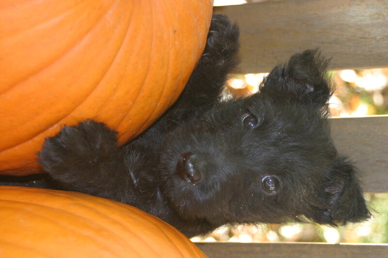 puppy with pumpkins