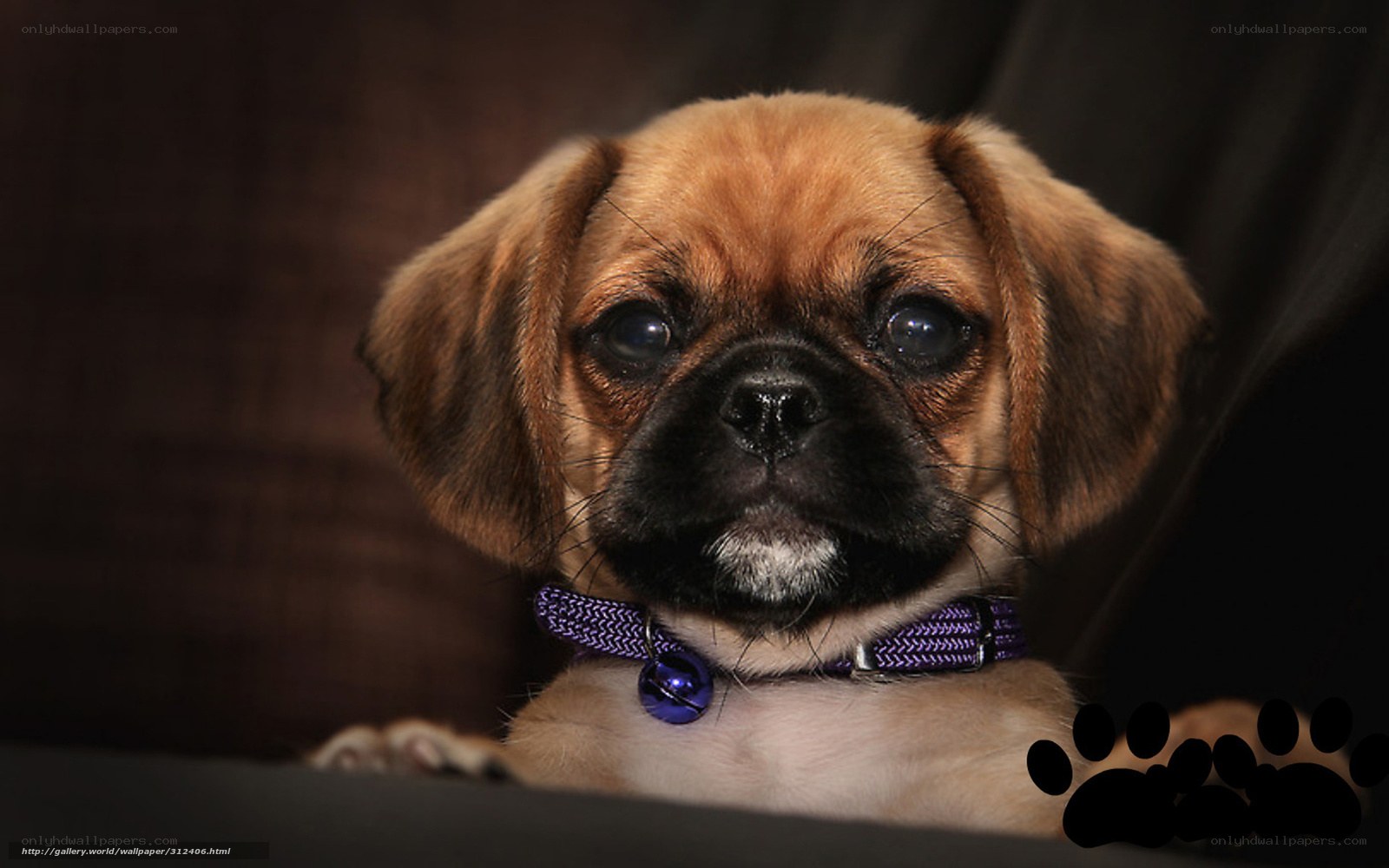 puppy with purple collar