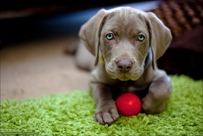 puppy with red ball