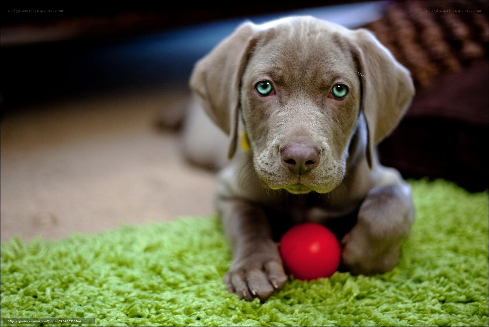 puppy with red ball