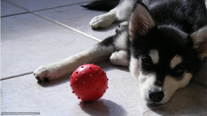 puppy with red ball