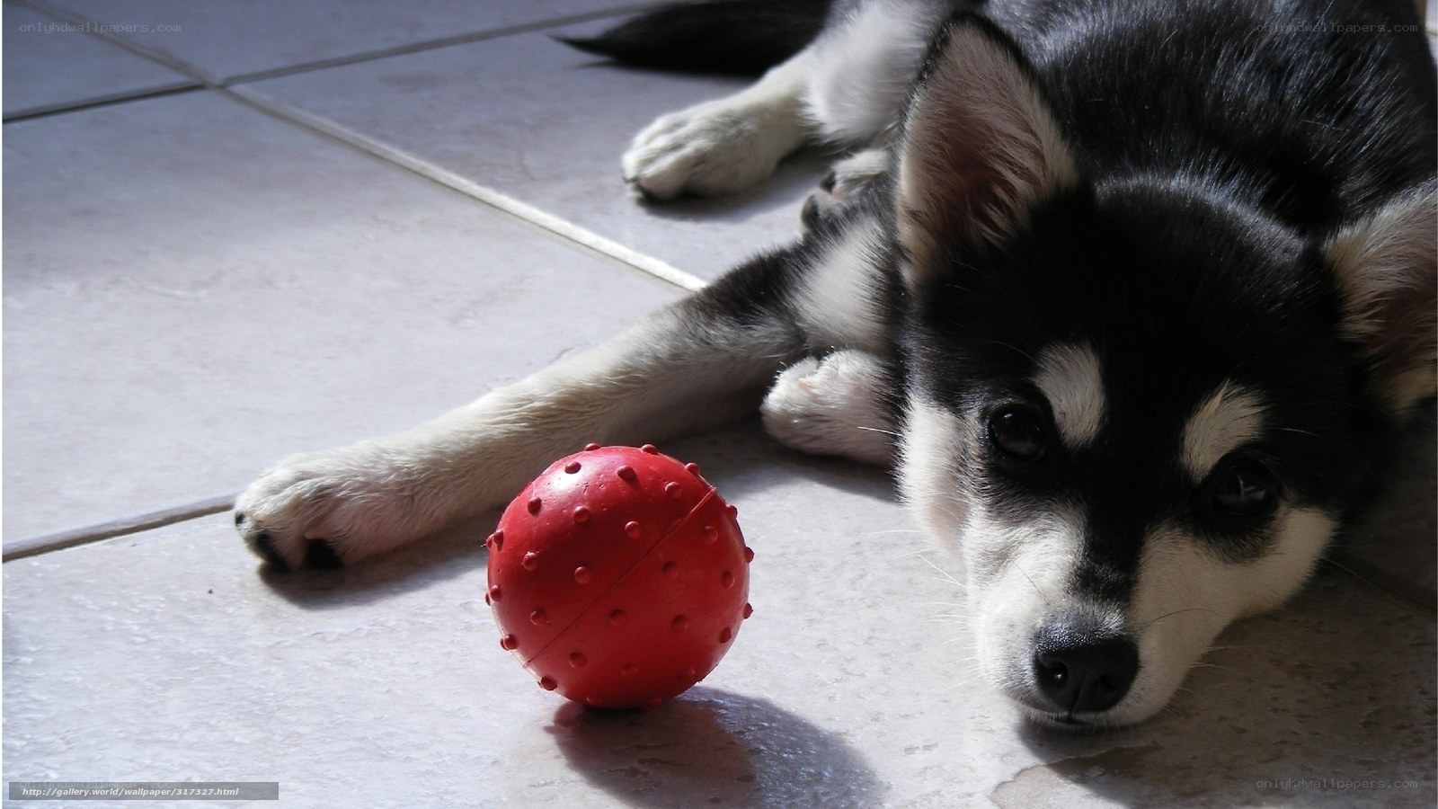 puppy with red ball