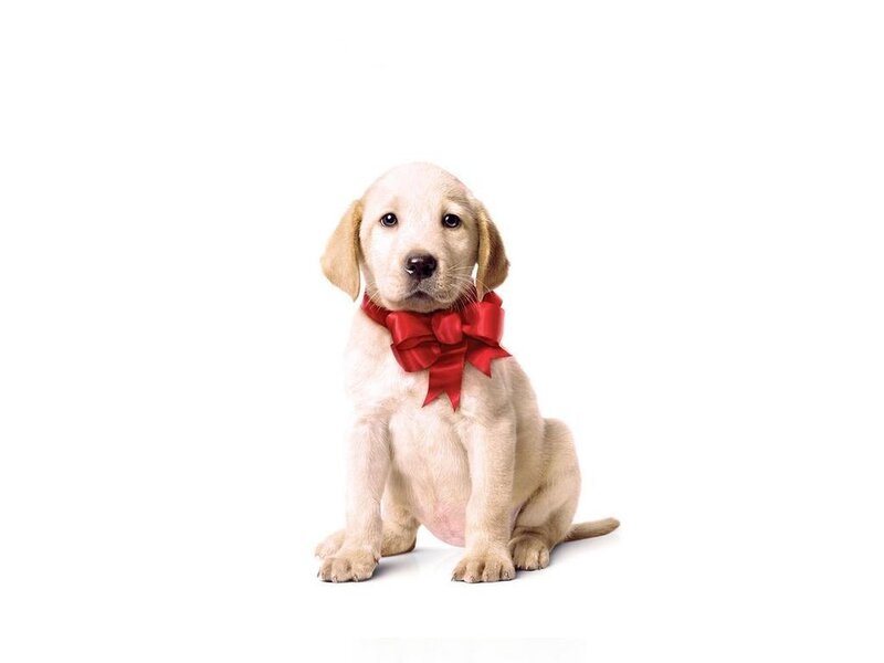 puppy with red bow