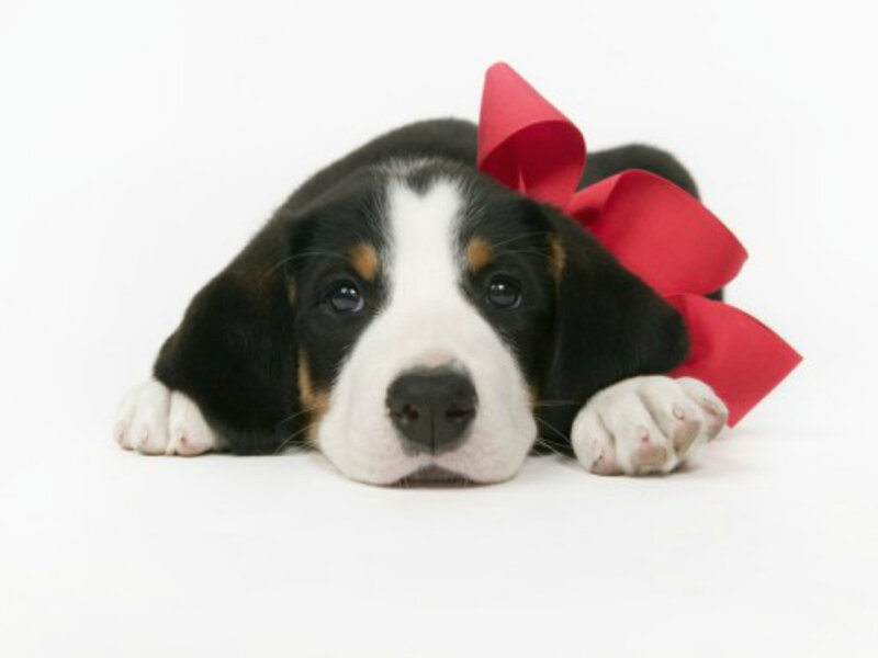 Puppy with Red Bow — Black