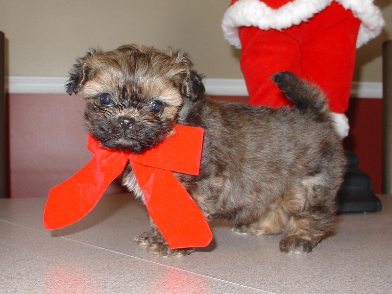 Puppy with Red Bow — Brown