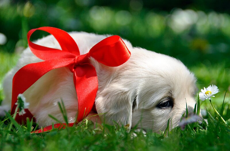 Puppy with Red Bow — Green