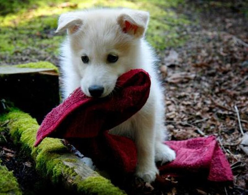 puppy with red cloth