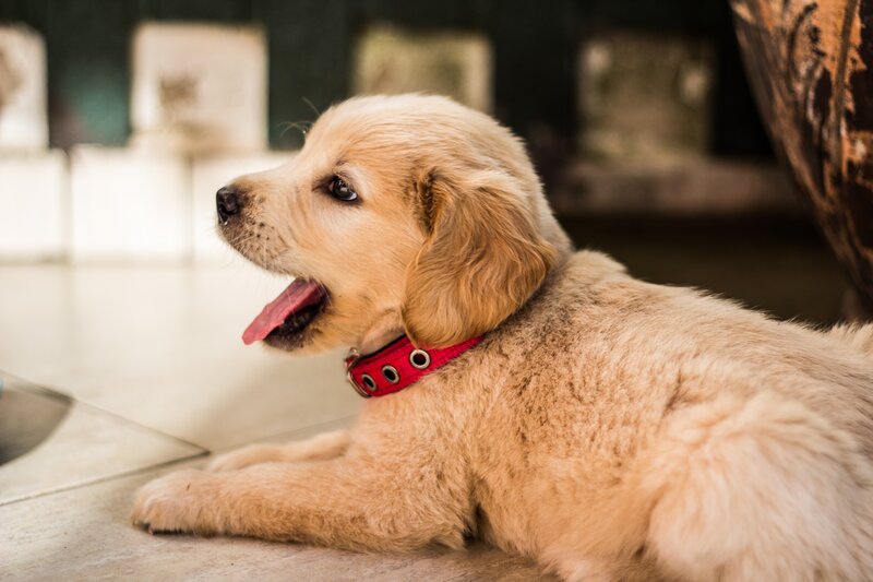 puppy with red collar
