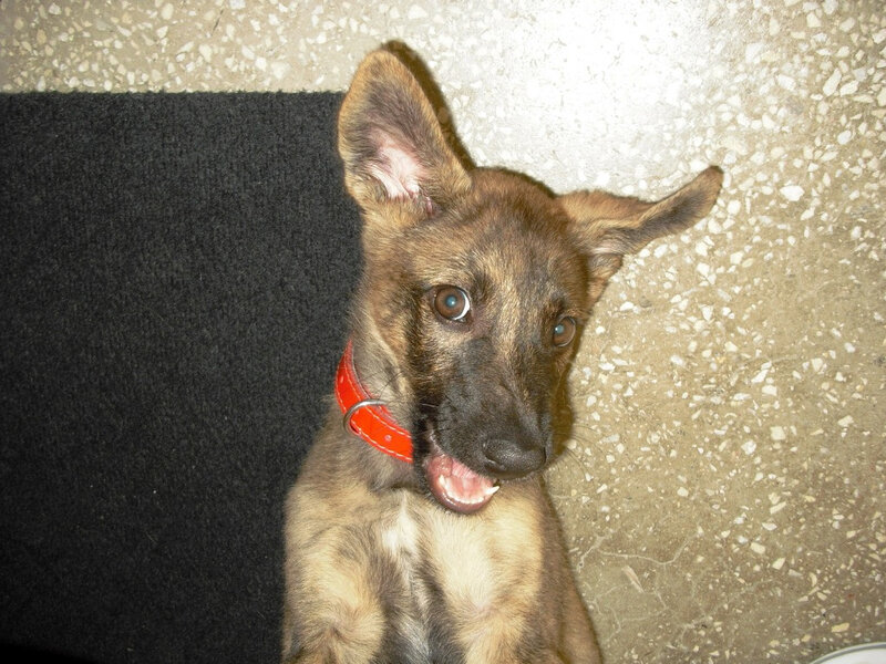 puppy with red collar
