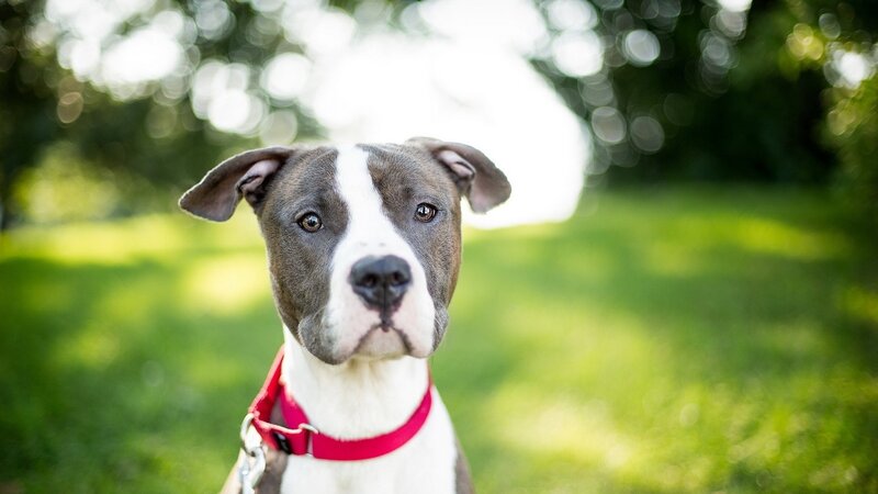 puppy with red collar