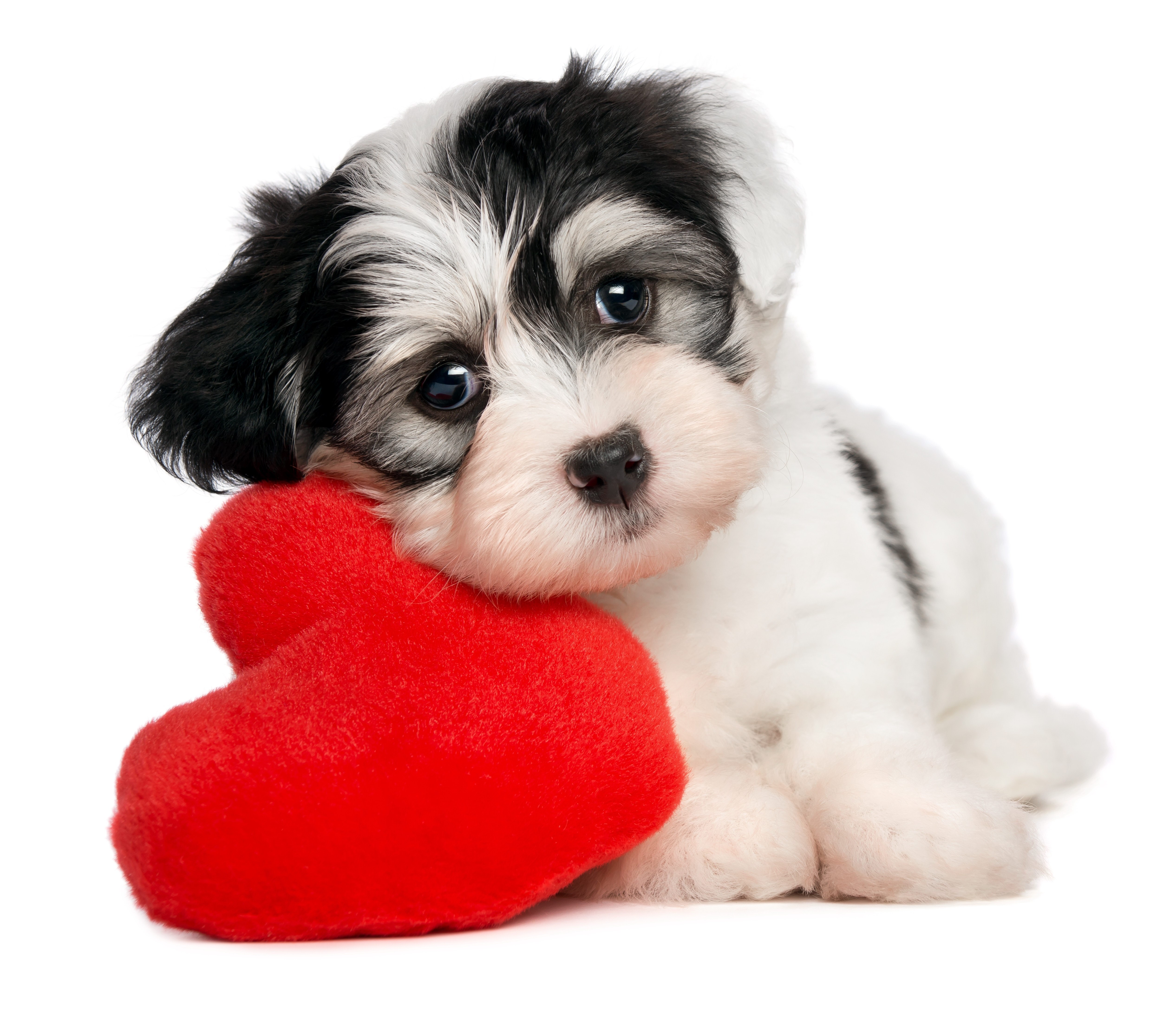puppy with red heart toy