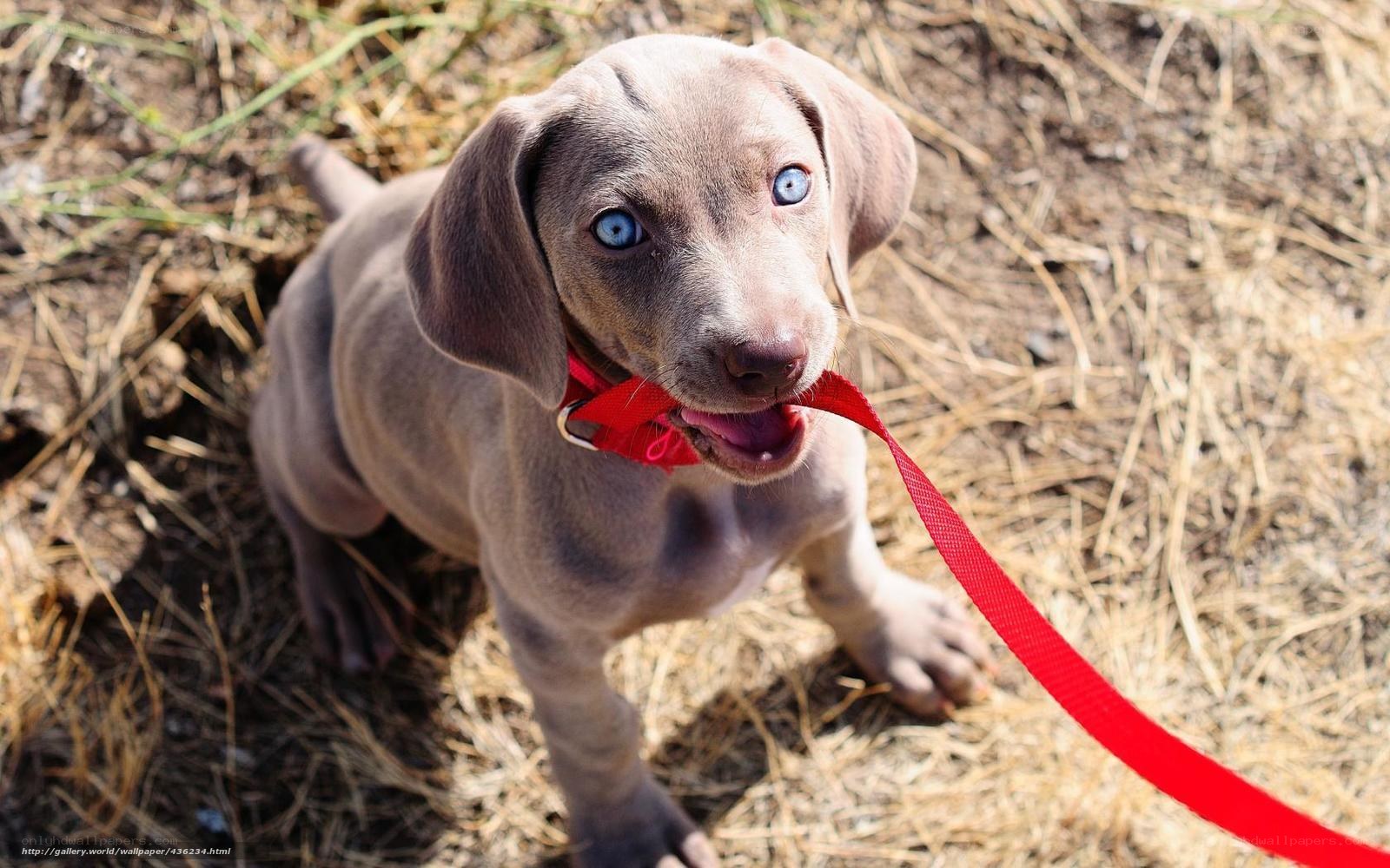 puppy with red leash