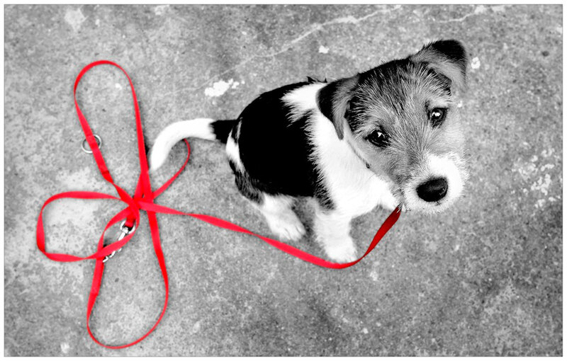Puppy with Red Leash — Neutral