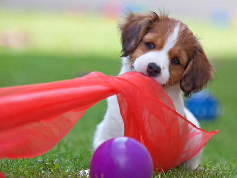 Puppy with Red Ribbon