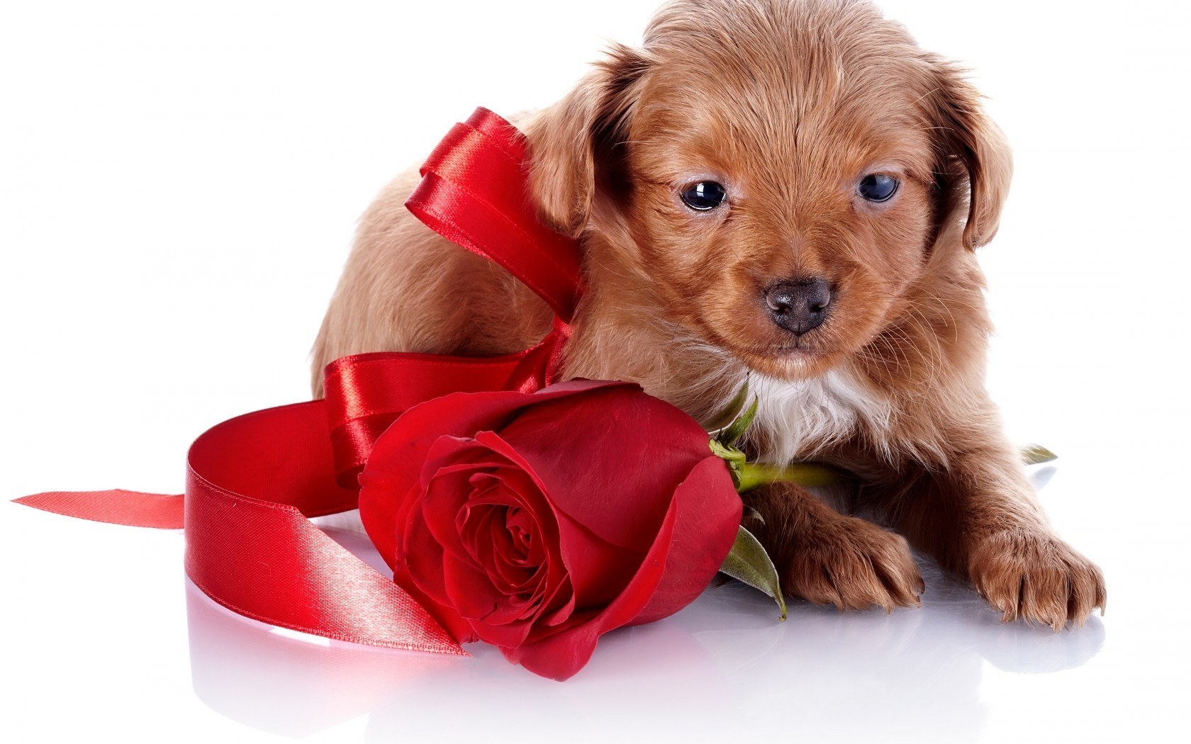 puppy with red rose