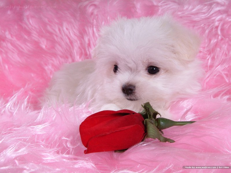 puppy with red rose