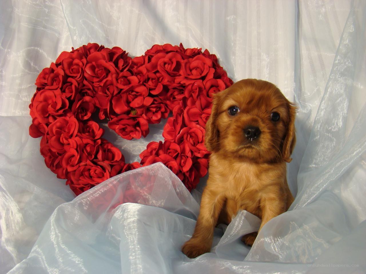 puppy with red rose heart