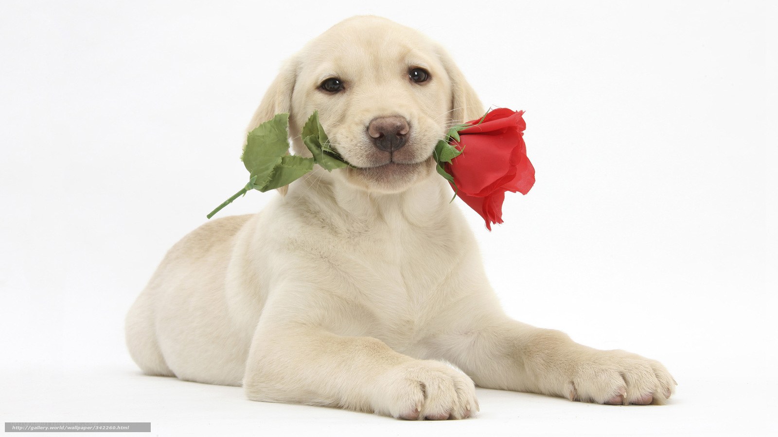 puppy with red rose
