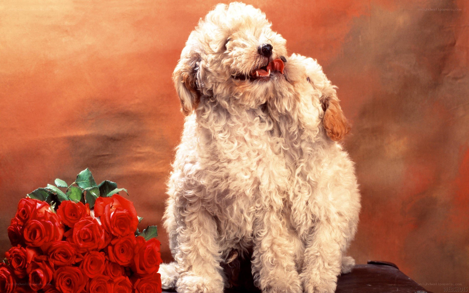 Puppy with red roses