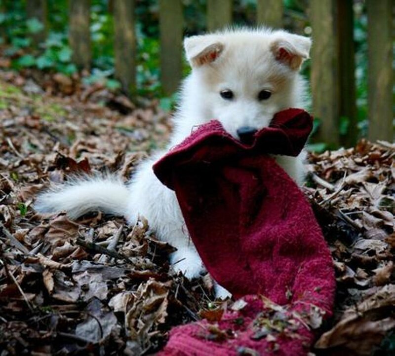 Puppy with red sock in forest