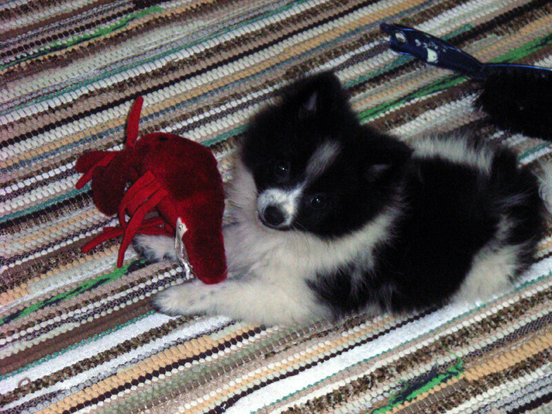 Puppy with red toy
