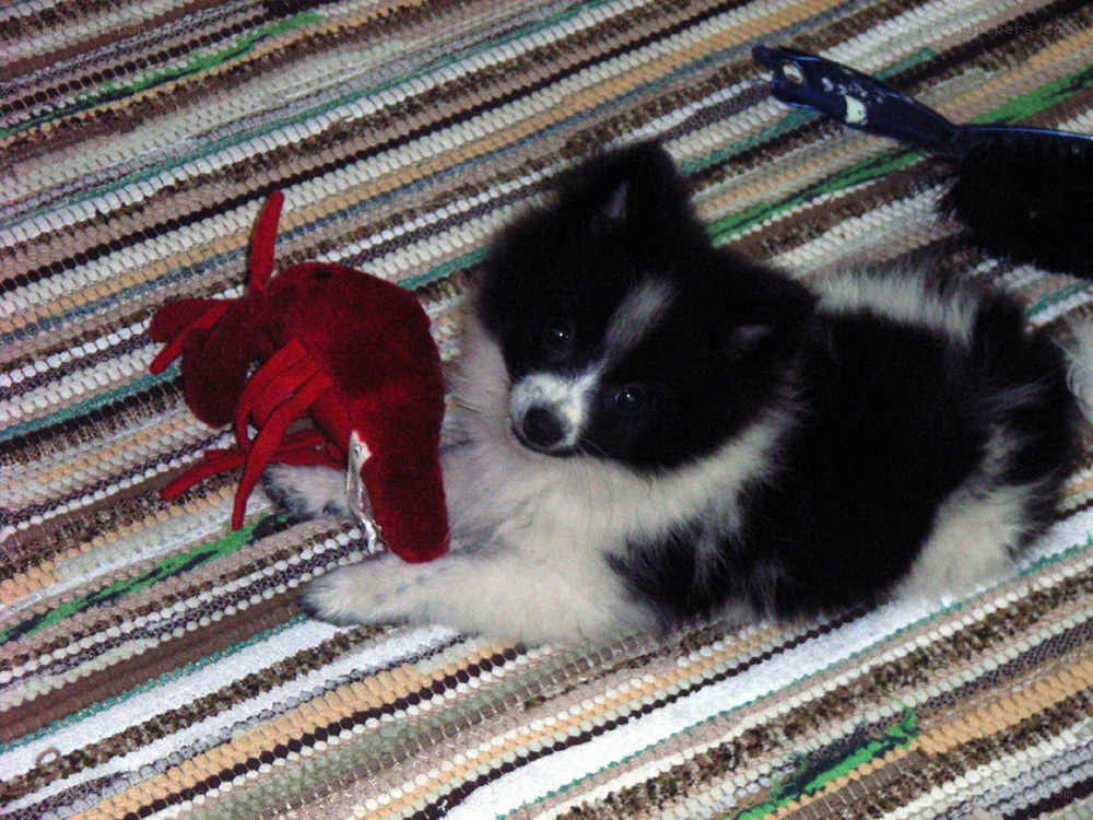 Puppy with red toy