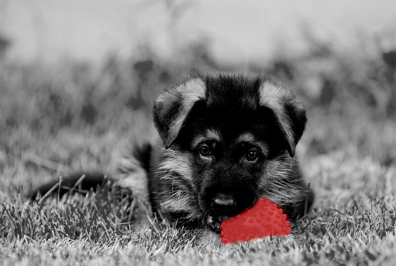 Puppy with Red Toy — Black