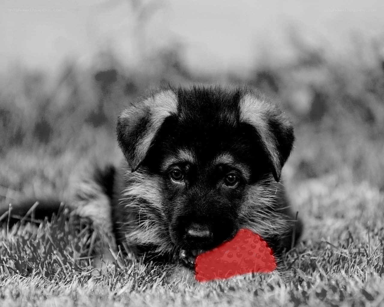 puppy with red toy