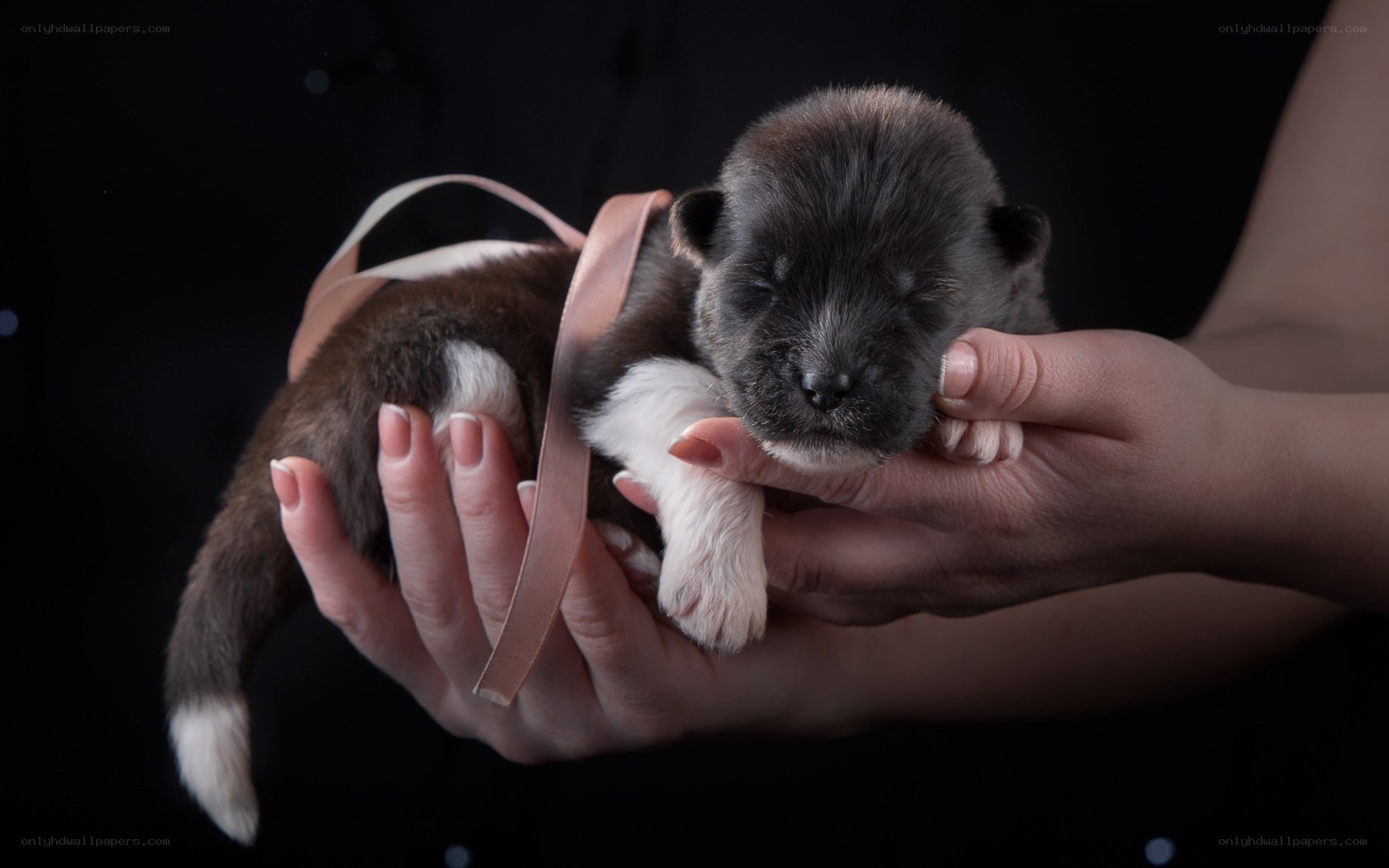 Puppy with ribbon in hands
