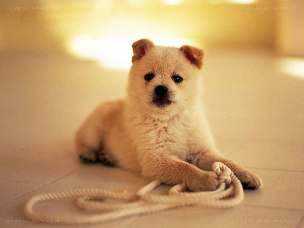 Puppy with rope toy
