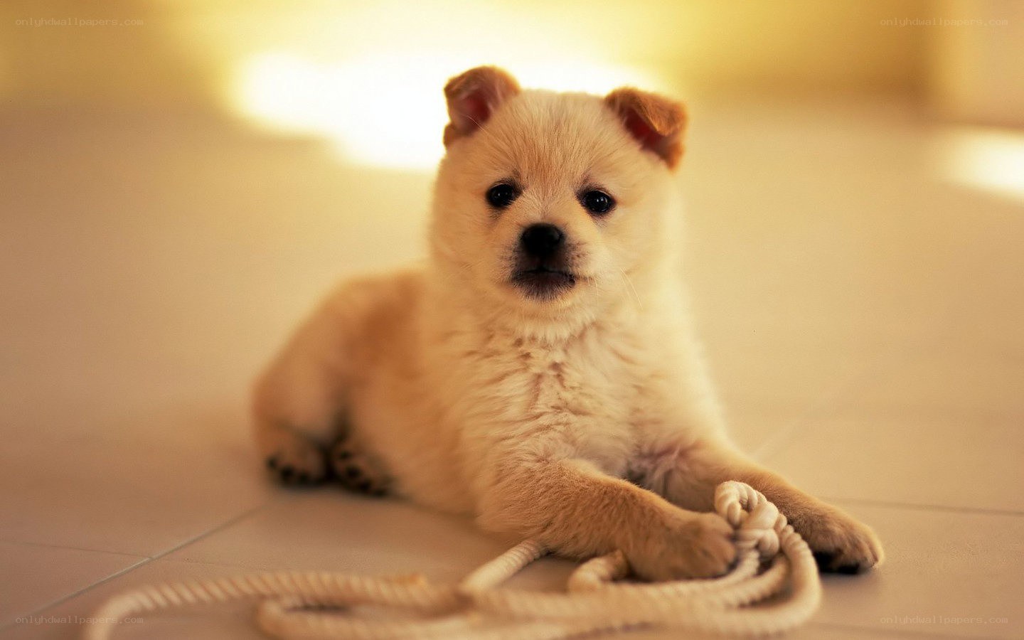 Puppy with rope toy