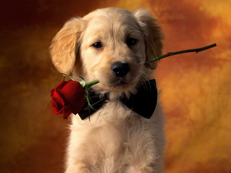 puppy with rose and bowtie
