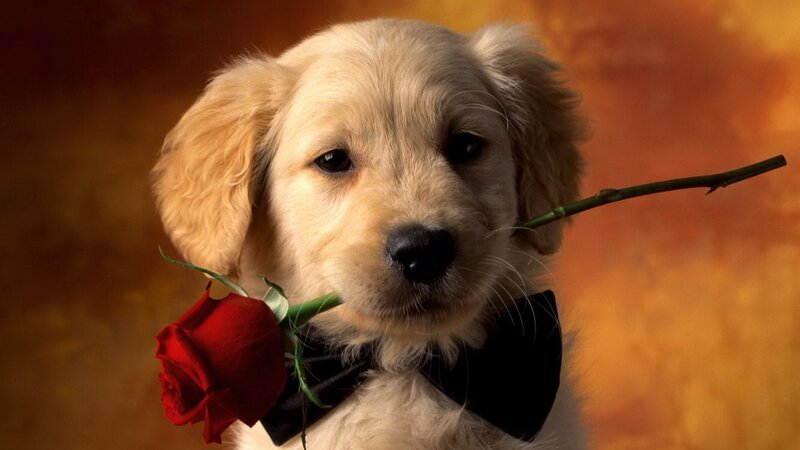 puppy with rose and bowtie