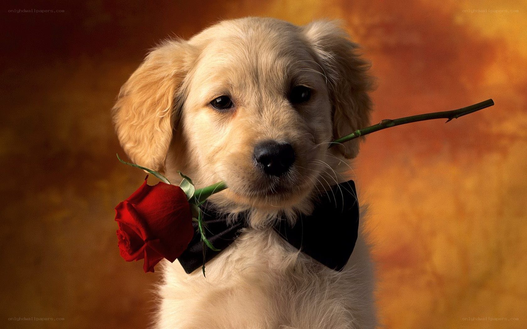 puppy with rose and bowtie