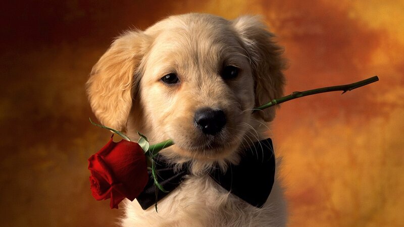 puppy with rose and bowtie