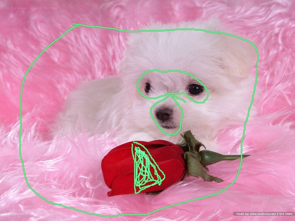 puppy with rose on pink