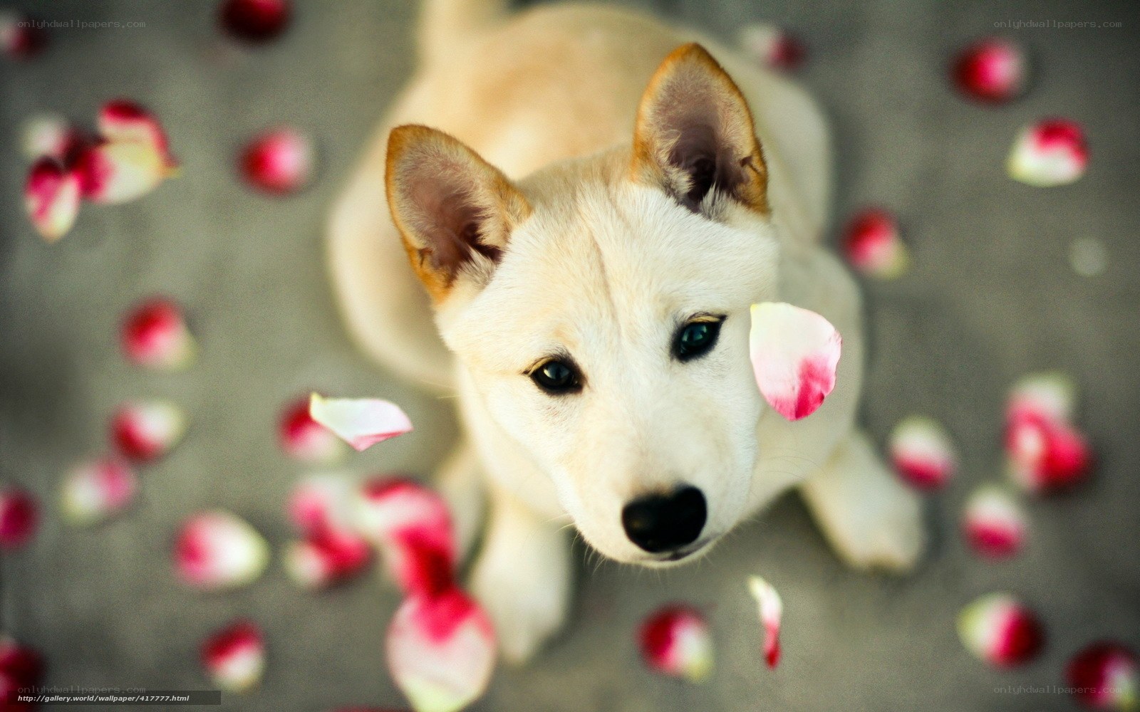 puppy with rose petals