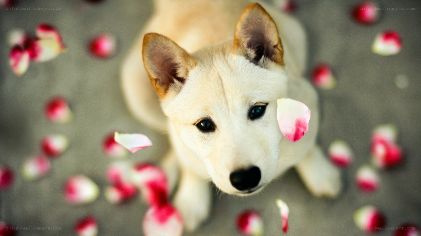 puppy with rose petals