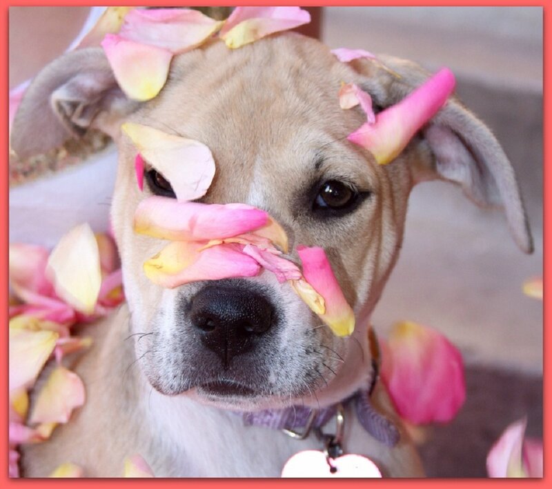 Puppy with Rose Petals — Pink, Calm