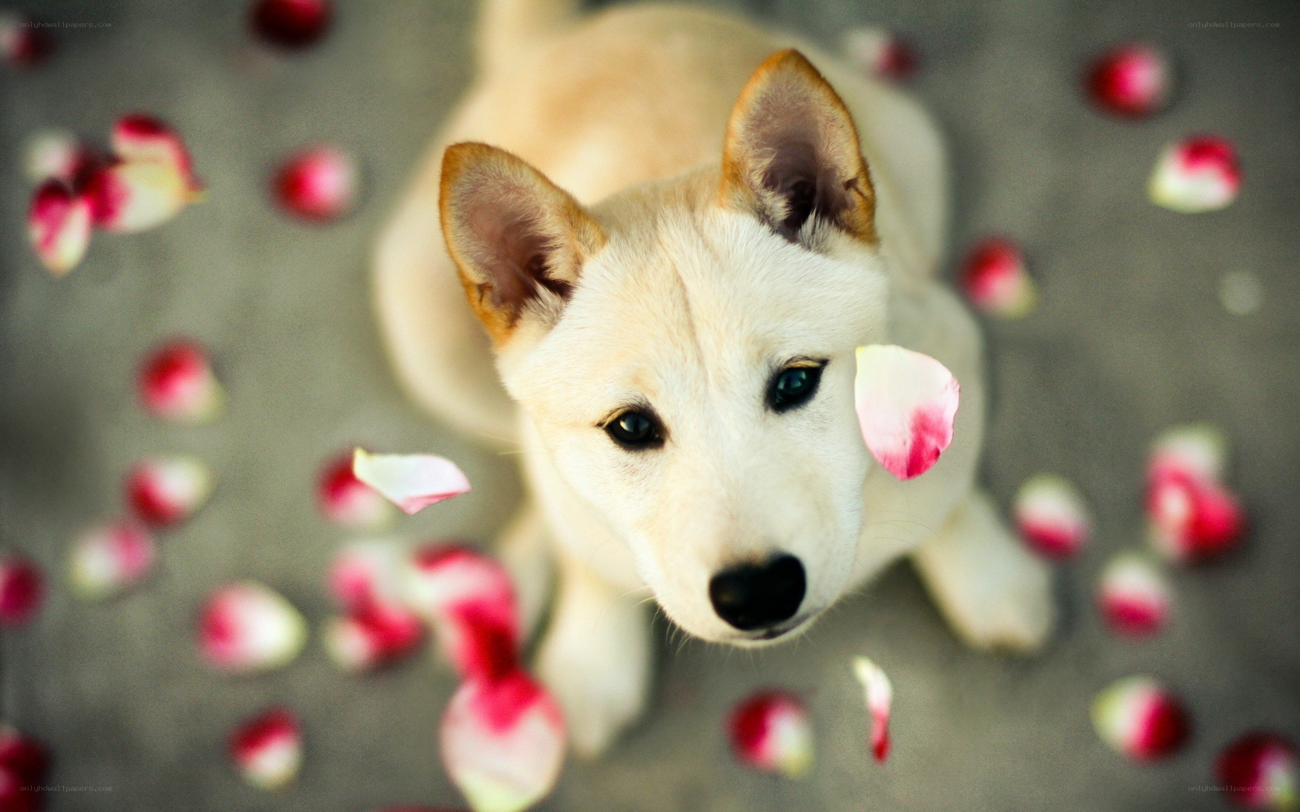 puppy with rose petals