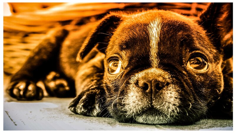 puppy with sad eyes